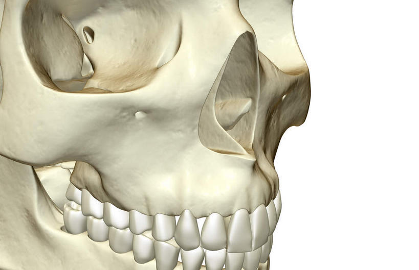 骨骼,无人,横图,x光片,室内,白天,白色背景,正面,数码,科技,阴影,辐射,科学,网络,医学,骨头,高光,几何,计算机图形,合成,电脑合成图,数码合成图,骨架,医疗,科学技术,x射线,x光,写实,具体,具象,颚骨,颧骨,彩图,电磁波,电磁辐射