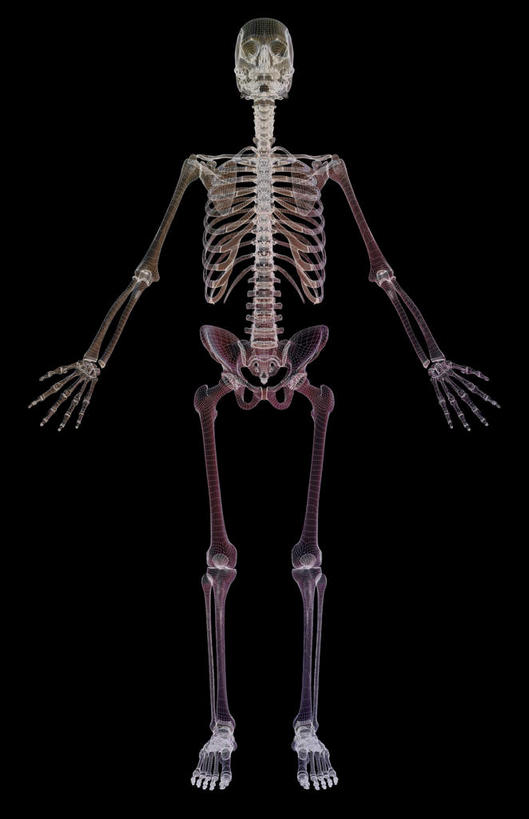骨骼,肋骨,无人,竖图,x光片,室内,白天,正面,数码,科技,阴影,黑色背景,辐射,科学,网络,医学,骨头,高光,几何,计算机图形,合成,皮肤,电脑合成图,数码合成图,骨架,医疗,科学技术,x射线,x光,写实,具体,具象,骨骼系统,彩图,全身,电磁波,电磁辐射