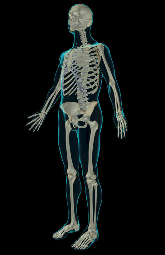 骨骼,肋骨,无人,竖图,x光片,室内,白天,仰视,数码,科技,阴影,黑色背景,辐射,科学,网络,医学,骨头,高光,几何,计算机图形,合成,皮肤,电脑合成图,数码合成图,骨架,医疗,科学技术,x射线,x光,写实,具体,具象,骨骼系统,半身,彩图,低角度拍摄,电磁波,电磁辐射