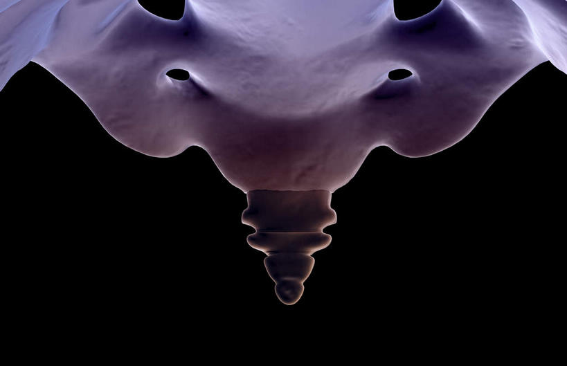 脊髓,骨骼,无人,横图,x光片,室内,白天,正面,数码,科技,阴影,黑色背景,辐射,科学,网络,医学,骨头,高光,几何,计算机图形,合成,电脑合成图,数码合成图,骨架,医疗,科学技术,x射线,x光,写实,具体,具象,尾骨,脊柱,彩图,电磁波,电磁辐射