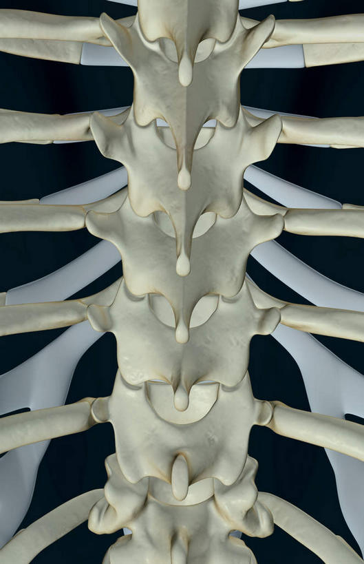 脊髓,骨骼,无人,竖图,x光片,室内,白天,正面,数码,科技,阴影,黑色背景,辐射,科学,网络,医学,骨头,高光,几何,计算机图形,合成,电脑合成图,数码合成图,骨架,医疗,科学技术,x射线,x光,写实,具体,具象,胸椎,脊柱,彩图,电磁波,电磁辐射