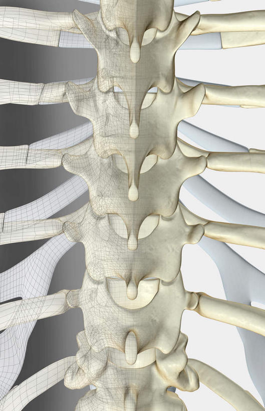骨骼,无人,竖图,x光片,室内,白天,白色背景,正面,数码,科技,阴影,辐射,科学,网络,医学,骨头,高光,几何,计算机图形,合成,电脑合成图,数码合成图,骨架,医疗,科学技术,x射线,x光,写实,具体,具象,胸椎,彩图,电磁波,电磁辐射