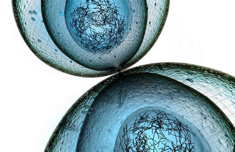 无人,横图,插画,室内,特写,白天,白色背景,正面,数码,科技,静物,阴影,网络,医学,细胞,高光,几何,计算机图形,合成,图画,画,人体,电脑合成图,数码合成图,生物学,破裂,分裂,漫画,生理学,写实,具体,具象,细胞分裂,有丝分裂,割裂,盘据,彩图,决裂