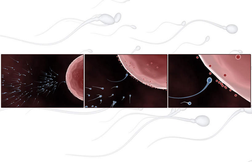无人,横图,插画,室内,特写,白天,白色背景,正面,数码,科技,静物,阴影,网络,医学,细胞,高光,几何,计算机图形,合成,图画,画,精子,人体,电脑合成图,数码合成图,生物学,卵子,漫画,生理学,写实,具体,具象,受精,受精作用,彩图,受精卵