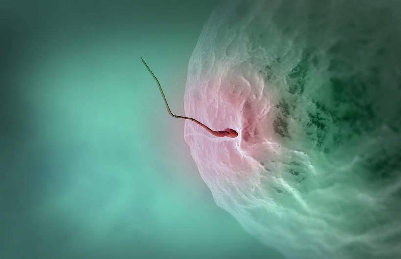 无人,横图,插画,室内,特写,白天,白色背景,正面,数码,科技,静物,阴影,网络,医学,细胞,高光,几何,计算机图形,合成,图画,画,精子,人体,电脑合成图,数码合成图,生物学,卵子,漫画,生理学,写实,具体,具象,受精,受精作用,彩图,受精卵