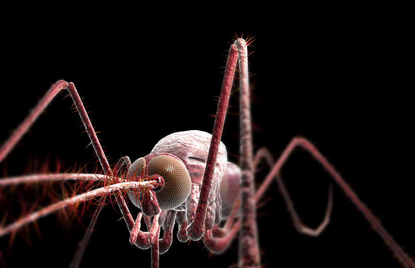 内脏,动脉,静脉,无人,横图,插画,室内,特写,白天,正面,数码,科技,蚊子,静物,阴影,黑色背景,网络,细菌,医学,昆虫,高光,几何,计算机图形,合成,图画,画,动物,模型,人体,电脑合成图,数码合成图,生物学,人体器官,器官,漫画,病菌,生理学,写实,具体,具象,害虫,传染,四害,疟原虫,登革热,寻觅蚊,彩图