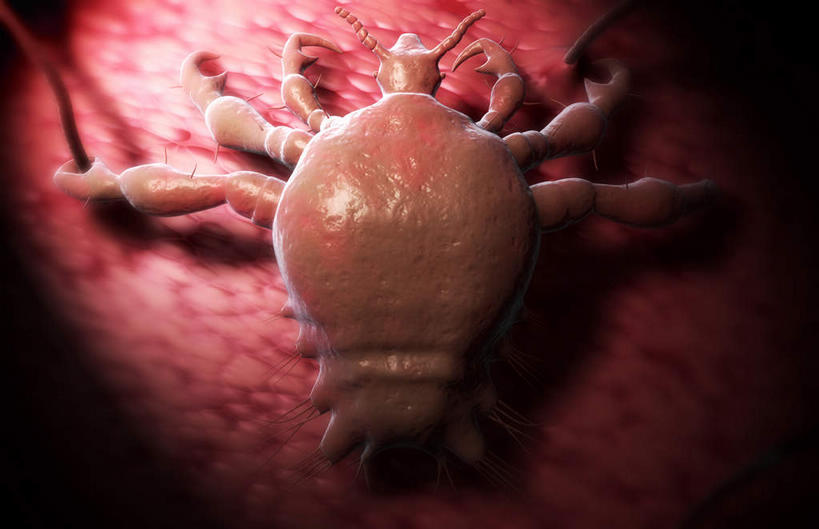 内脏,动脉,静脉,无人,横图,插画,室内,特写,白天,白色背景,正面,数码,科技,蚊子,静物,阴影,网络,细菌,医学,昆虫,高光,几何,计算机图形,合成,图画,画,动物,模型,人体,电脑合成图,数码合成图,生物学,人体器官,器官,漫画,病菌,生理学,写实,具体,具象,害虫,传染,四害,疟原虫,寻觅蚊,彩图