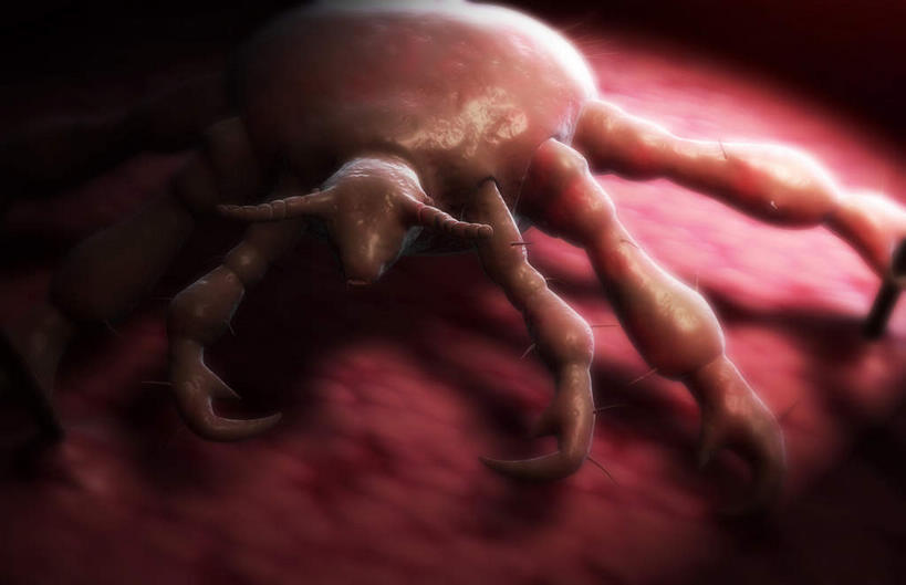 内脏,动脉,静脉,无人,横图,插画,室内,特写,白天,正面,数码,科技,静物,阴影,网络,医学,高光,几何,计算机图形,合成,图画,画,模型,人体,皮肤,电脑合成图,数码合成图,疾病,生物学,人体器官,器官,漫画,虱子,生理学,写实,具体,具象,彩图