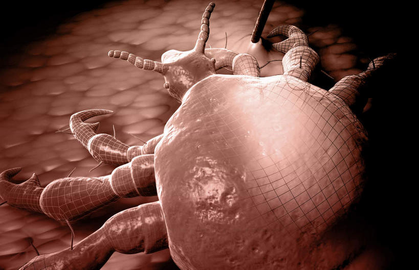 内脏,动脉,静脉,无人,横图,插画,室内,特写,白天,白色背景,正面,数码,科技,静物,阴影,网络,医学,高光,几何,计算机图形,合成,图画,画,模型,人体,皮肤,电脑合成图,数码合成图,疾病,生物学,人体器官,器官,漫画,虱子,生理学,写实,具体,具象,彩图