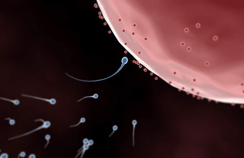 无人,横图,插画,室内,特写,白天,正面,数码,科技,静物,阴影,网络,医学,细胞,高光,几何,计算机图形,合成,图画,画,精子,人体,生长,成长,电脑合成图,数码合成图,生物学,发育,卵子,漫画,生理学,写实,具体,具象,受精,受精作用,彩图,受精卵