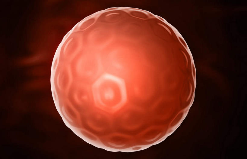 无人,横图,插画,室内,特写,白天,正面,数码,科技,静物,阴影,网络,医学,细胞,高光,几何,计算机图形,合成,图画,画,人体,生长,成长,电脑合成图,数码合成图,胎儿,生物学,发育,卵子,漫画,孕育,生理学,写实,具体,具象,胚泡,胚胎移植,彩图,胚胎