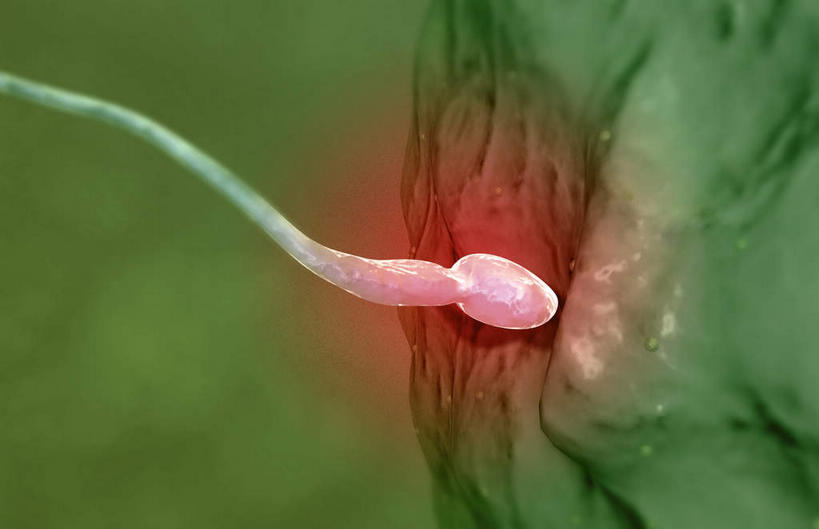 无人,横图,插画,室内,特写,白天,正面,数码,科技,静物,阴影,网络,医学,细胞,高光,几何,计算机图形,合成,图画,画,精子,人体,电脑合成图,数码合成图,生物学,卵子,漫画,生理学,写实,具体,具象,受精,受精作用,彩图,受精卵