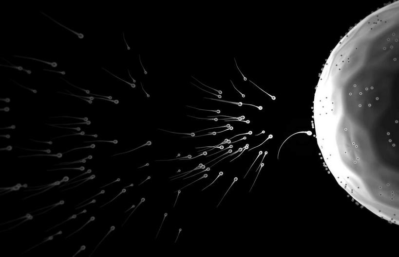 无人,横图,黑白,插画,室内,特写,白天,数码,科技,静物,阴影,网络,医学,细胞,高光,几何,计算机图形,合成,图画,画,精子,人体,电脑合成图,数码合成图,生物学,卵子,漫画,生理学,写实,具体,具象,受精,受精作用,受精卵