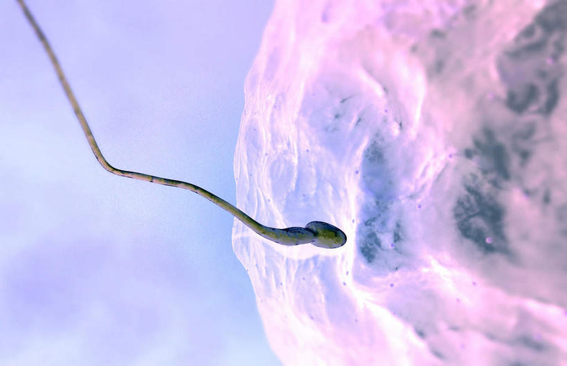 无人,横图,插画,室内,特写,白天,正面,数码,科技,静物,阴影,网络,医学,细胞,高光,几何,计算机图形,合成,图画,画,精子,人体,电脑合成图,数码合成图,生物学,卵子,漫画,生理学,写实,具体,具象,受精,受精作用,彩图,受精卵