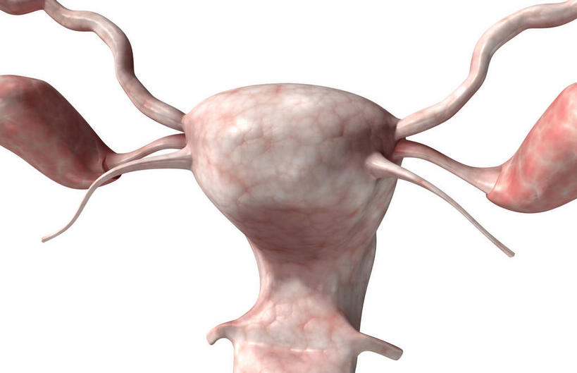 卵巢,阴道,无人,横图,插画,室内,特写,白天,白色背景,正面,数码,科技,静物,阴影,网络,医学,细胞,高光,几何,计算机图形,合成,图画,画,人体,电脑合成图,数码合成图,生物学,漫画,生理学,写实,具体,具象,子宫底,女性生殖器官,彩图,生殖器官,生殖系统