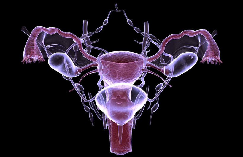 卵巢,子宫,阴道,无人,横图,插画,室内,特写,白天,正面,数码,科技,静物,阴影,黑色背景,网络,医学,细胞,高光,几何,计算机图形,合成,图画,画,人体,电脑合成图,数码合成图,生物学,漫画,输卵管,生理学,写实,具体,具象,女性生殖器官,彩图,生殖器官,生殖系统