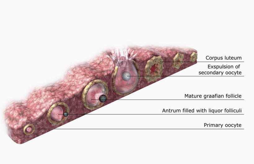 无人,横图,插画,室内,特写,白天,白色背景,正面,数码,科技,静物,阴影,网络,医学,英文,标志,文字,细胞,字符,字母,高光,几何,计算机图形,合成,图画,标识,画,解说,人体,说明,英文字母,电脑合成图,数码合成图,生物学,卵子,漫画,生理学,写实,具体,具象,阐明,申明,注解,注明,卵泡,排卵,黄体,彩图