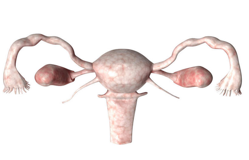 卵巢,子宫,阴道,无人,横图,插画,室内,特写,白天,白色背景,正面,数码,科技,静物,阴影,网络,医学,细胞,高光,几何,计算机图形,合成,图画,画,人体,电脑合成图,数码合成图,生物学,漫画,生理学,写实,具体,具象,女性生殖器官,彩图,生殖器官,生殖系统