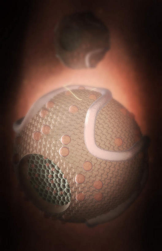 无人,竖图,插画,室内,特写,白天,正面,数码,科技,静物,阴影,发光,网络,医学,圆形,细胞,高光,几何,计算机图形,合成,图画,画,两个,人体,电脑合成图,数码合成图,生物学,蛋白质,漫画,生理学,写实,具体,具象,脂蛋白,彩图