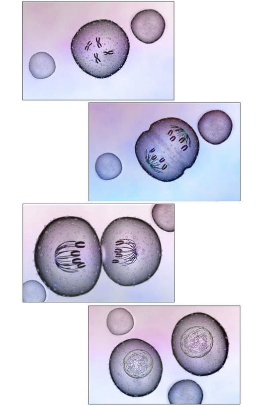 无人,竖图,插画,室内,特写,白天,白色背景,正面,数码,科技,静物,阴影,网络,医学,细胞,高光,几何,计算机图形,合成,图画,画,人体,电脑合成图,数码合成图,生物学,破裂,分裂,漫画,生理学,写实,具体,具象,细胞分裂,有丝分裂,割裂,盘据,彩图,决裂