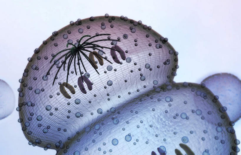 无人,横图,插画,室内,特写,白天,白色背景,正面,数码,科技,静物,阴影,网络,医学,细胞,高光,几何,计算机图形,合成,图画,画,人体,电脑合成图,数码合成图,生物学,破裂,分裂,漫画,生理学,写实,具体,具象,细胞分裂,有丝分裂,割裂,盘据,细胞质,彩图,决裂