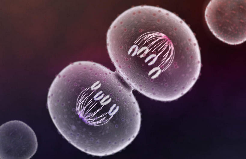 无人,横图,插画,室内,特写,白天,正面,数码,科技,静物,阴影,黑色背景,网络,医学,细胞,高光,几何,计算机图形,合成,图画,画,人体,电脑合成图,数码合成图,生物学,破裂,分裂,漫画,生理学,写实,具体,具象,细胞分裂,有丝分裂,割裂,盘据,细胞质,彩图,决裂