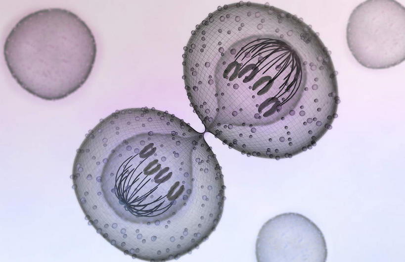 无人,横图,插画,室内,特写,白天,正面,数码,科技,静物,阴影,灰色背景,网络,医学,细胞,高光,几何,计算机图形,合成,图画,画,人体,电脑合成图,数码合成图,生物学,破裂,分裂,漫画,生理学,写实,具体,具象,细胞分裂,有丝分裂,割裂,盘据,细胞质,彩图,决裂