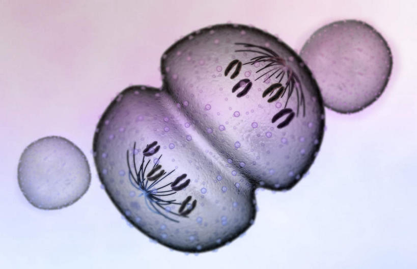 无人,横图,插画,室内,特写,白天,正面,数码,科技,静物,阴影,灰色背景,网络,医学,细胞,高光,几何,计算机图形,合成,图画,画,人体,电脑合成图,数码合成图,生物学,破裂,分裂,漫画,生理学,写实,具体,具象,细胞分裂,有丝分裂,割裂,盘据,子细胞,彩图,决裂
