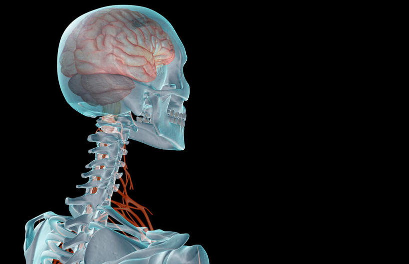 脸,头,脸颊,动脉,静脉,骨骼,无人,横图,插画,室内,特写,白天,正面,数码,科技,静物,阴影,黑色背景,辐射,科学,网络,医学,骨头,高光,几何,计算机图形,合成,图画,画,模型,人体,电脑合成图,数码合成图,骨架,生物学,科学技术,x射线,x光,漫画,生理学,写实,具体,具象,颈神经,颈丛,臂丛神经,头部,脸部,脸蛋,面部,半身,彩图,神经系统,电磁波,电磁辐射