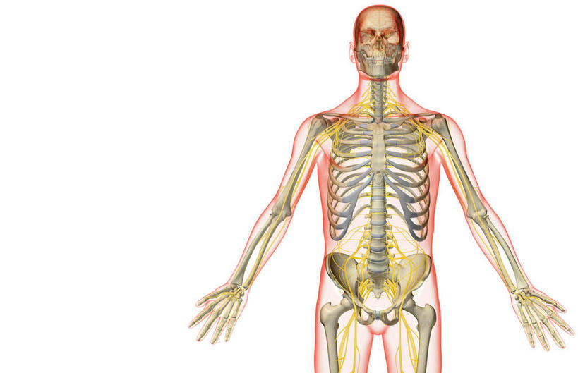 动脉,静脉,骨骼,无人,横图,插画,室内,特写,白天,白色背景,正面,数码,科技,静物,阴影,辐射,科学,网络,医学,骨头,高光,几何,计算机图形,合成,图画,画,红色,模型,人体,皮肤,电脑合成图,数码合成图,骨架,生物学,科学技术,x射线,x光,漫画,生理学,写实,具体,具象,颈神经,肋间神经,胸神经,腋神经,颈丛,骶神经,骶神经丛,半身,彩图,电磁波,电磁辐射