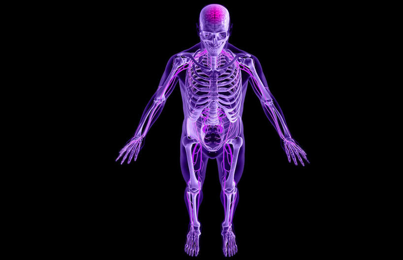 动脉,静脉,骨骼,无人,横图,插画,室内,特写,白天,正面,数码,科技,静物,阴影,黑色背景,辐射,科学,网络,医学,骨头,高光,几何,计算机图形,合成,图画,画,紫色,模型,人体,电脑合成图,数码合成图,骨架,生物学,科学技术,x射线,x光,漫画,生理学,写实,具体,具象,骶神经丛,中枢神经系统,半身,彩图,神经系统,电磁波,电磁辐射