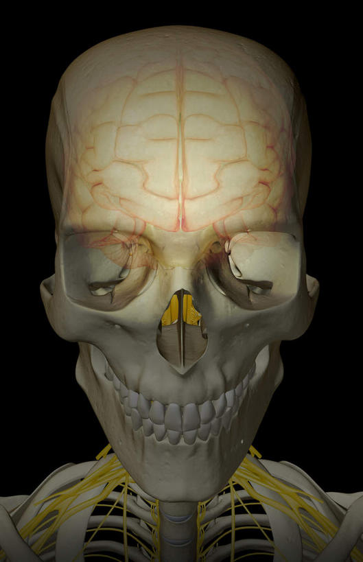 脑,动脉,静脉,骨骼,无人,竖图,插画,室内,特写,白天,正面,数码,科技,静物,阴影,黑色背景,辐射,科学,网络,医学,骨头,高光,几何,计算机图形,合成,图画,画,模型,人体,电脑合成图,数码合成图,骨架,生物学,科学技术,x射线,x光,漫画,生理学,写实,具体,具象,颈神经,颈丛,臂丛神经,脑部,脑子,半身,彩图,电磁波,电磁辐射