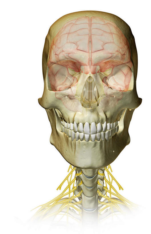 动脉,静脉,骨骼,无人,竖图,插画,室内,特写,白天,白色背景,正面,数码,科技,静物,大脑,阴影,辐射,科学,网络,医学,骨头,高光,几何,计算机图形,合成,图画,画,模型,人体,电脑合成图,数码合成图,骨架,生物学,科学技术,x射线,器官,沟壑,x光,漫画,小脑,脑干,生理学,写实,具体,具象,大脑皮层,端脑,沟,灰质,回,间脑,颈神经,颈丛,臂丛神经,半身,彩图,电磁波,电磁辐射