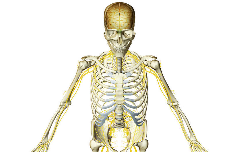 动脉,静脉,骨骼,无人,横图,插画,室内,特写,白天,白色背景,正面,数码,科技,静物,阴影,辐射,科学,网络,医学,骨头,高光,几何,计算机图形,合成,图画,画,黄色,模型,人体,皮肤,电脑合成图,数码合成图,骨架,生物学,科学技术,x射线,x光,漫画,生理学,写实,具体,具象,肋间神经,胸神经,腋神经,臂丛,骶神经,半身,彩图,电磁波,电磁辐射