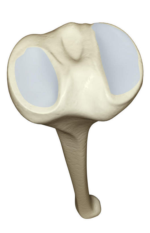 动脉,静脉,骨骼,无人,竖图,插画,室内,特写,白天,白色背景,正面,数码,科技,静物,阴影,辐射,科学,网络,医学,骨头,高光,几何,计算机图形,合成,图画,画,模型,人体,电脑合成图,数码合成图,骨架,生物学,科学技术,x射线,x光,漫画,生理学,写实,具体,具象,胫骨,髁骨,半身,彩图,电磁波,电磁辐射