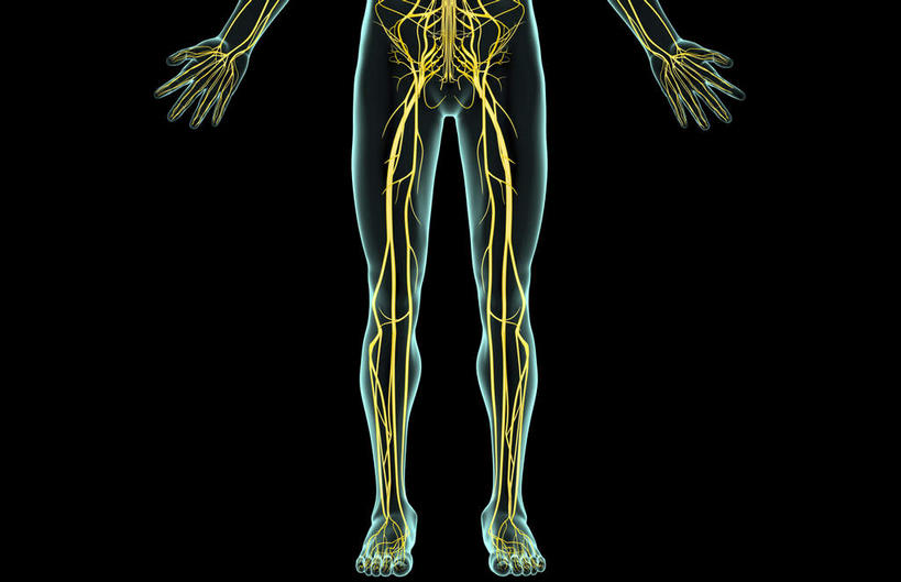 动脉,静脉,骨骼,无人,横图,插画,室内,特写,白天,正面,数码,科技,静物,阴影,黑色背景,辐射,科学,网络,医学,骨头,高光,几何,计算机图形,合成,图画,画,模型,人体,皮肤,电脑合成图,数码合成图,骨架,生物学,科学技术,x射线,x光,漫画,生理学,写实,具体,具象,股神经,半身,彩图,电磁波,电磁辐射