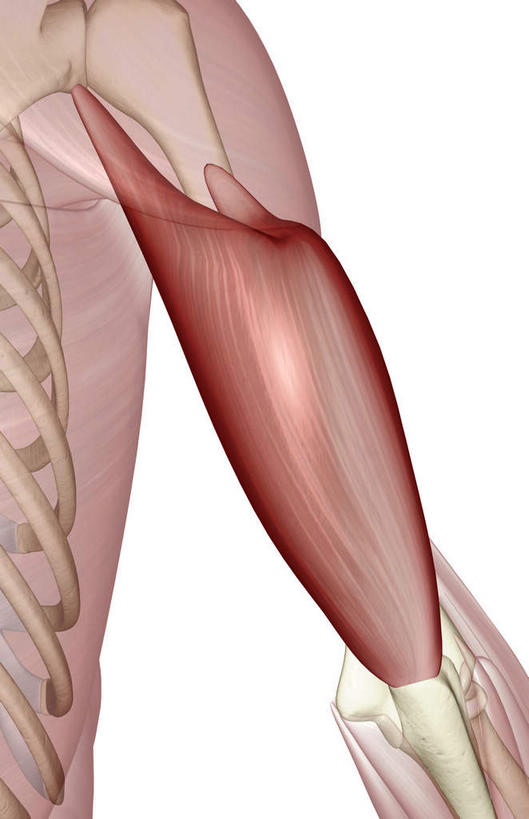 动脉,静脉,骨骼,肌肉,健壮,无人,竖图,插画,室内,特写,白天,白色背景,正面,数码,科技,静物,阴影,辐射,科学,网络,医学,骨头,高光,几何,计算机图形,合成,图画,画,模型,健康,活力,力量,人体,青春,电脑合成图,数码合成图,骨架,生物学,科学技术,x射线,强壮,x光,漫画,生理学,写实,具体,具象,二头肌,肱三头肌,半身,彩图,电磁波,电磁辐射