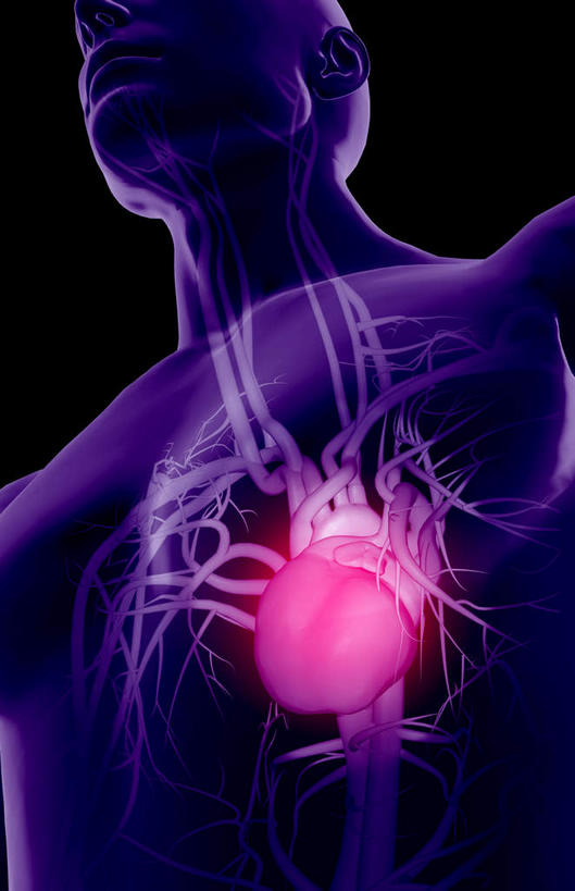 内脏,心脏,动脉,静脉,骨骼,无人,竖图,插画,室内,特写,白天,正面,数码,科技,静物,阴影,黑色背景,辐射,科学,网络,医学,骨头,高光,几何,计算机图形,合成,图画,画,模型,人体,皮肤,电脑合成图,数码合成图,骨架,生物学,科学技术,x射线,器官,x光,漫画,心血管,心房,心室,生理学,写实,具体,具象,锁骨下静脉,颈内动脉,头臂静脉,心,半身,彩图,电磁波,电磁辐射