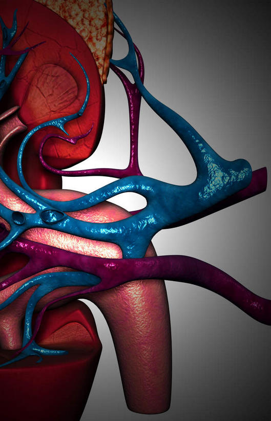 内脏,肾脏,动脉,静脉,无人,竖图,插画,室内,特写,白天,白色背景,正面,数码,科技,静物,阴影,网络,医学,高光,几何,计算机图形,合成,图画,画,模型,血液,人体,电脑合成图,数码合成图,生物学,人体器官,器官,漫画,输尿管,生理学,写实,具体,具象,肾动脉,肾静脉,弓状动脉,段动脉,半身,彩图
