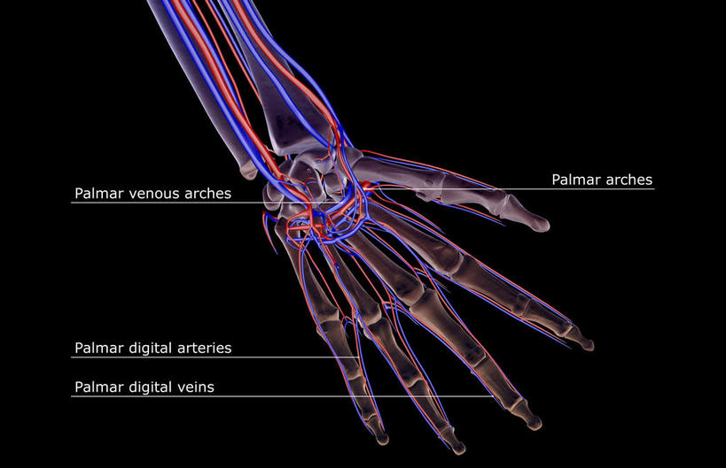 动脉,静脉,骨骼,无人,横图,插画,室内,特写,白天,正面,数码,科技,静物,阴影,黑色背景,辐射,科学,网络,医学,英文,标志,文字,字符,字母,骨头,高光,几何,计算机图形,合成,图画,标识,画,模型,解说,人体,说明,英文字母,电脑合成图,数码合成图,骨架,生物学,科学技术,x射线,x光,漫画,生理学,写实,具体,具象,阐明,申明,注解,注明,手掌静脉,前臂,半身,彩图,电磁波,电磁辐射