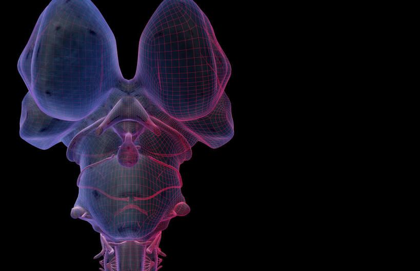 动脉,静脉,骨骼,无人,横图,插画,室内,特写,白天,正面,数码,科技,静物,阴影,黑色背景,辐射,科学,网络,医学,骨头,高光,几何,计算机图形,合成,图画,画,模型,人体,电脑合成图,数码合成图,骨架,生物学,科学技术,x射线,x光,漫画,脑干,生理学,写实,具体,具象,间脑,滑车神经,三叉神经,视神经,延髓,半身,彩图,电磁波,电磁辐射