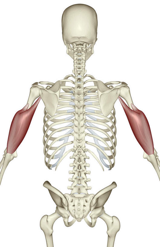 动脉,静脉,骨骼,无人,站,竖图,插画,室内,特写,白天,白色背景,正面,数码,科技,静物,阴影,辐射,科学,网络,医学,骨头,高光,几何,计算机图形,合成,图画,画,模型,站着,人体,电脑合成图,数码合成图,骨架,生物学,科学技术,x射线,x光,漫画,生理学,写实,具体,具象,肱三头肌,站立,半身,彩图,电磁波,电磁辐射