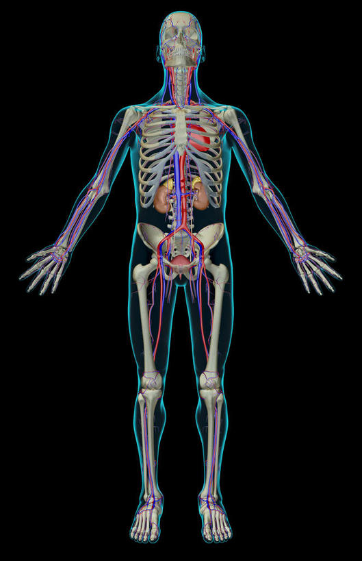 内脏,动脉,静脉,膀胱,无人,竖图,室内,特写,白天,正面,数码,科技,静物,阴影,黑色背景,网络,医学,高光,几何,计算机图形,合成,红色,模型,人体,电脑合成图,数码合成图,生物学,人体器官,器官,泌尿系统,生理学,写实,具体,具象,血管系统,彩图