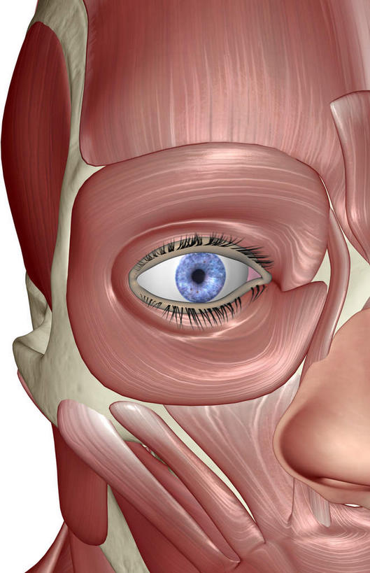 脸,头,脸颊,肌肉,健壮,无人,竖图,插画,室内,特写,白天,白色背景,正面,数码,科技,阴影,网络,高光,几何,计算机图形,合成,图画,画,健康,活力,力量,青春,电脑合成图,数码合成图,强壮,漫画,写实,具体,具象,眼轮匝肌,头部,脸部,脸蛋,面部,半身,彩图