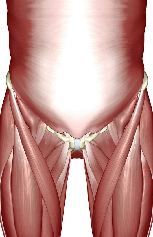 动脉,静脉,骨骼,骨盆,肌肉,健壮,无人,竖图,插画,室内,特写,白天,白色背景,正面,数码,科技,静物,阴影,网络,医学,骨头,高光,几何,计算机图形,合成,图画,画,模型,健康,活力,力量,人体,青春,电脑合成图,数码合成图,骨架,生物学,强壮,漫画,生理学,写实,具体,具象,耻骨,半身,彩图