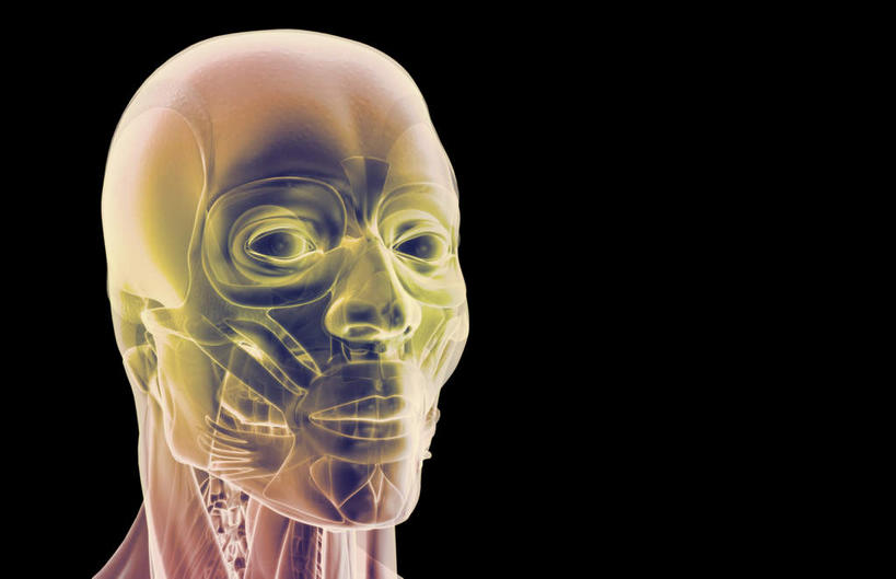 脸,头,脸颊,脖子,动脉,静脉,骨骼,肌肉,健壮,无人,横图,插画,室内,特写,白天,正面,数码,科技,静物,阴影,黑色背景,网络,医学,骨头,高光,几何,计算机图形,合成,图画,画,模型,健康,活力,力量,人体,青春,电脑合成图,数码合成图,骨架,生物学,强壮,漫画,生理学,写实,具体,具象,口轮匝肌,头部,脖,颈,颈部,脸部,脸蛋,面部,半身,彩图