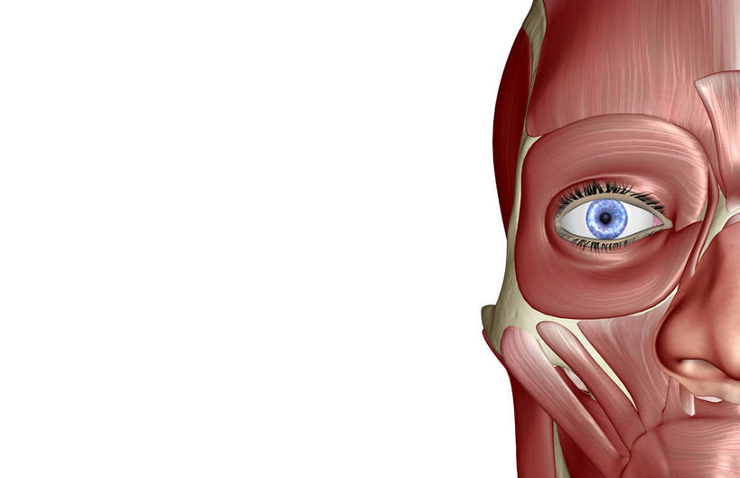 脸,头,脸颊,动脉,静脉,骨骼,肌肉,健壮,无人,横图,插画,室内,特写,白天,白色背景,正面,数码,科技,静物,阴影,网络,医学,骨头,高光,几何,计算机图形,合成,图画,画,模型,健康,活力,力量,人体,青春,电脑合成图,数码合成图,骨架,生物学,强壮,漫画,生理学,写实,具体,具象,颧骨,口轮匝肌,头部,脸部,脸蛋,面部,半身,彩图