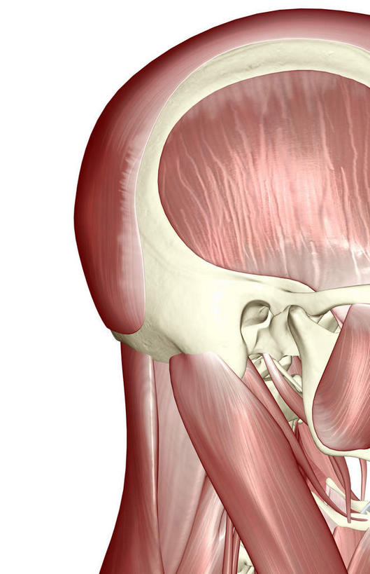 动脉,静脉,骨骼,肌肉,健壮,无人,竖图,插画,室内,特写,白天,白色背景,正面,数码,科技,静物,阴影,网络,医学,骨头,高光,几何,计算机图形,合成,图画,画,模型,健康,活力,力量,人体,青春,电脑合成图,数码合成图,骨架,生物学,强壮,漫画,生理学,写实,具体,具象,颞肌,胸锁乳突肌,半身,彩图