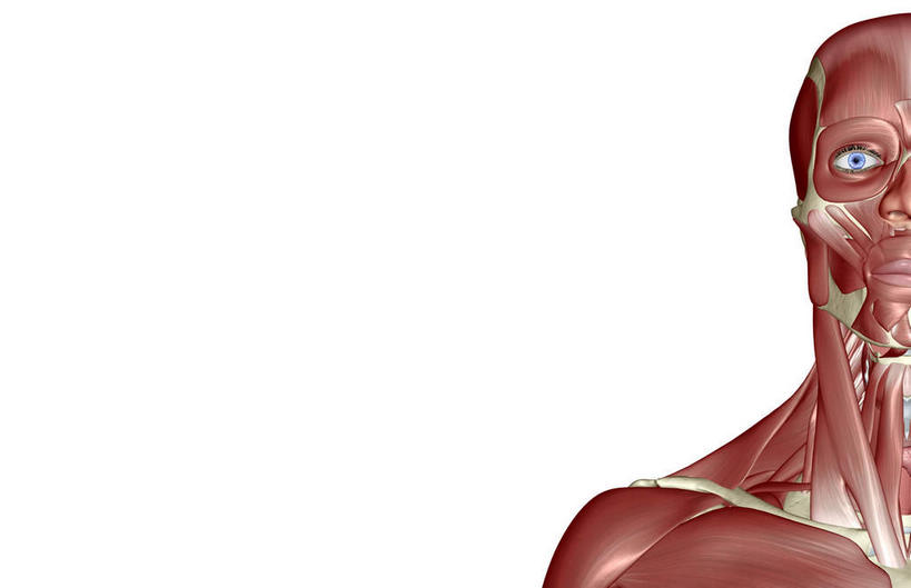 脸,头,脸颊,脖子,动脉,静脉,骨骼,肌肉,健壮,无人,横图,插画,室内,特写,白天,白色背景,正面,数码,科技,静物,阴影,网络,医学,骨头,高光,几何,计算机图形,合成,图画,画,模型,健康,活力,力量,人体,青春,电脑合成图,数码合成图,骨架,生物学,强壮,漫画,生理学,写实,具体,具象,颞肌,咬肌,胸锁乳突肌,头部,脖,颈,颈部,脸部,脸蛋,面部,半身,彩图