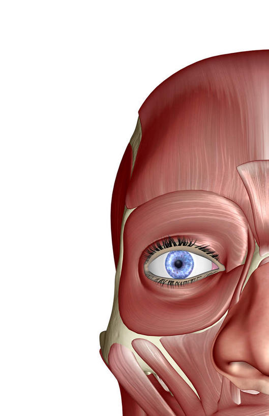 脸,头,脸颊,脖子,动脉,静脉,骨骼,肌肉,健壮,无人,竖图,插画,室内,特写,白天,白色背景,正面,数码,科技,静物,阴影,网络,医学,骨头,高光,几何,计算机图形,合成,图画,画,模型,健康,活力,力量,人体,青春,电脑合成图,数码合成图,骨架,生物学,强壮,漫画,生理学,写实,具体,具象,颞肌,咬肌,胸锁乳突肌,头部,脖,颈,颈部,脸部,脸蛋,面部,半身,彩图